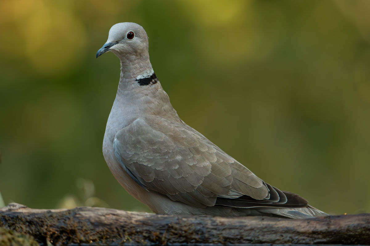 Schneider-Kiss Alexandra
