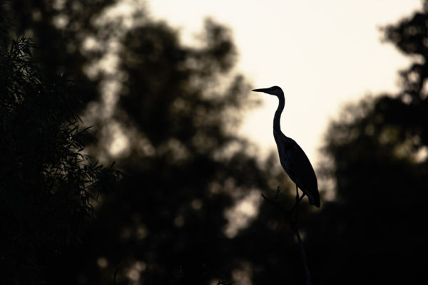 Szürke gém sziluett