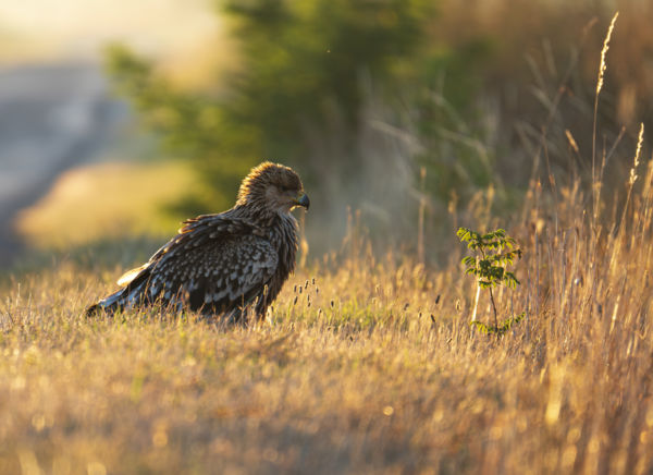 Reggeli az út mellett