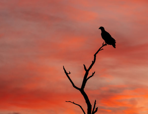 Ébredő Égbolt Őre