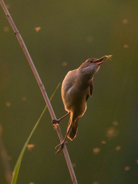 Adni jó, elkapni még jobb