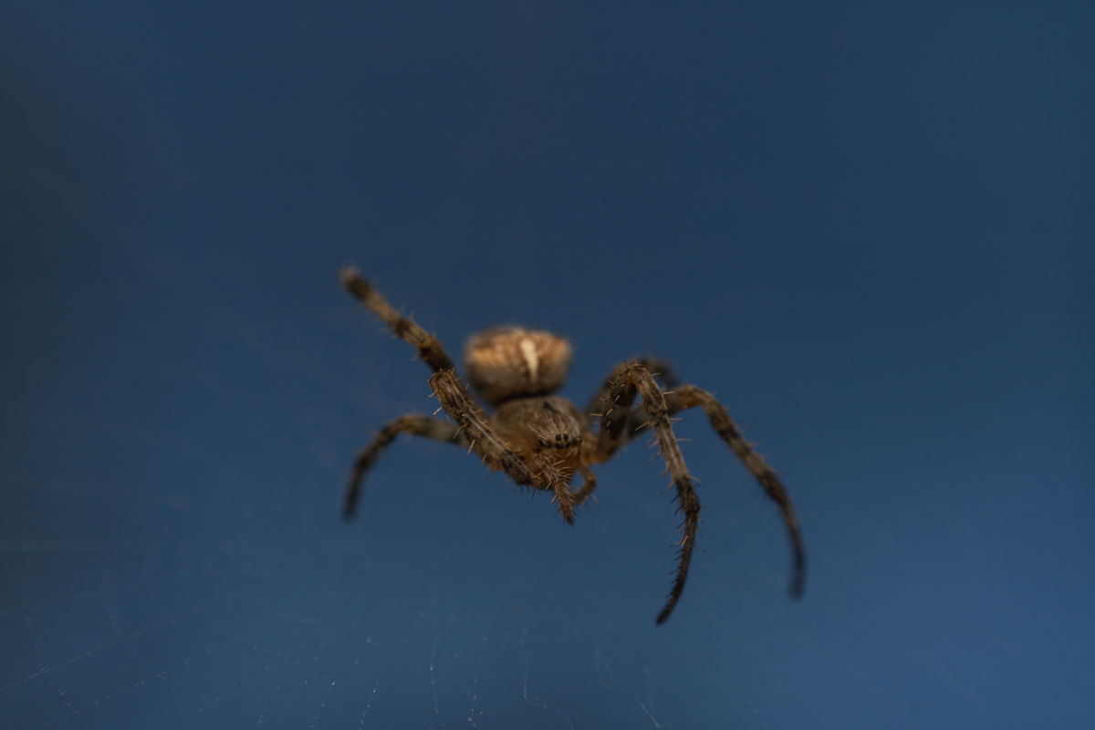 Kovács Dániel Csaba