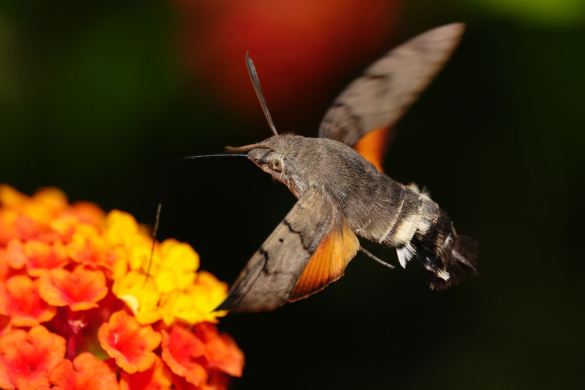 Bernáth Sándor dr. 