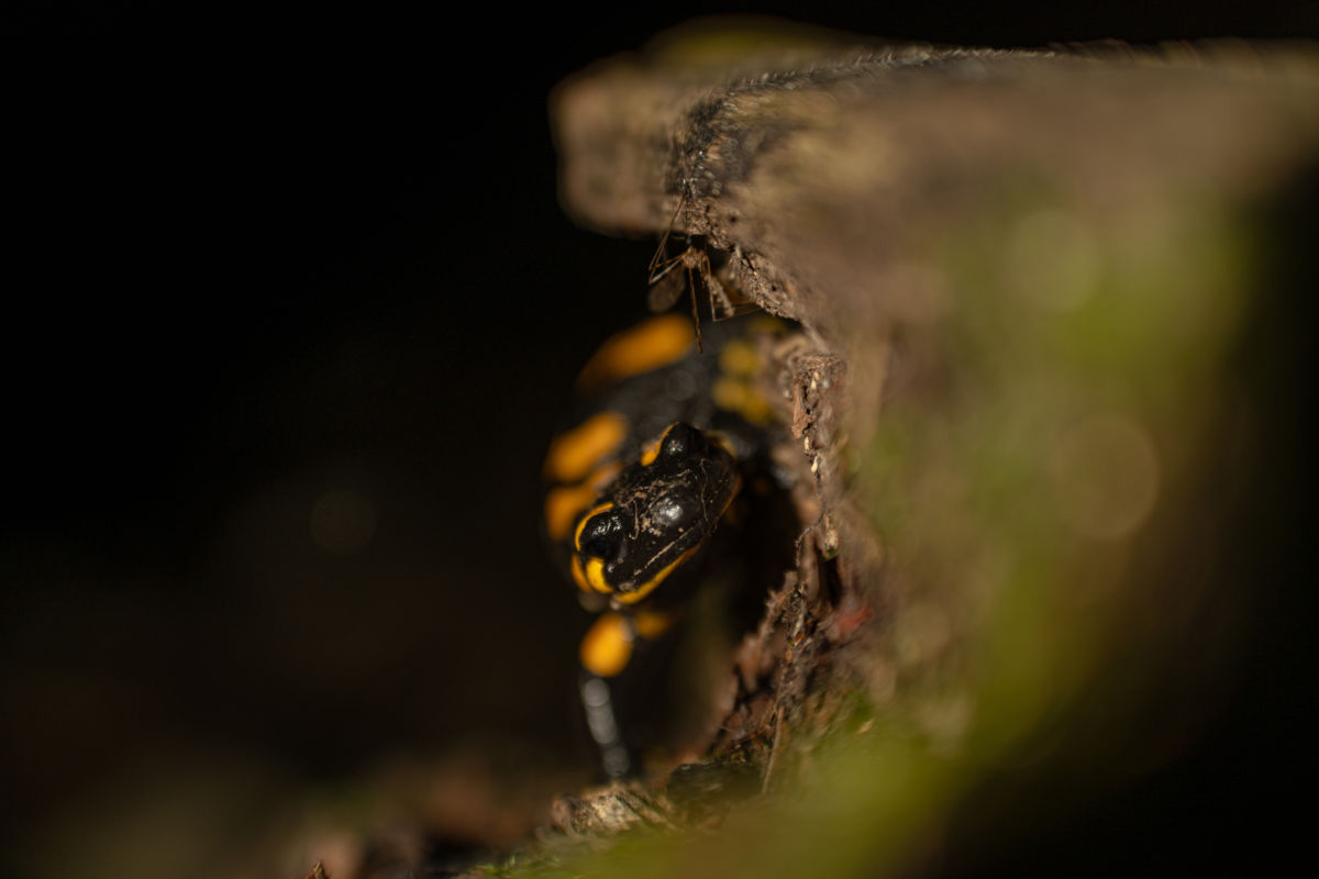 Kovács Dániel Csaba