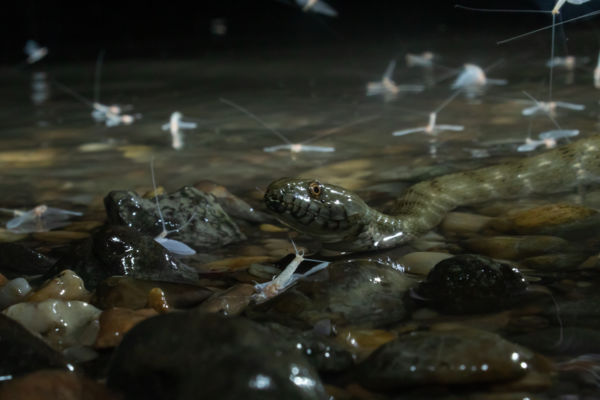 Sikló és a kérészek