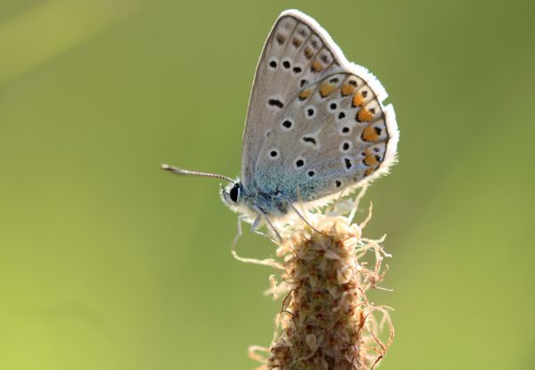 Pihenés boglárka módra