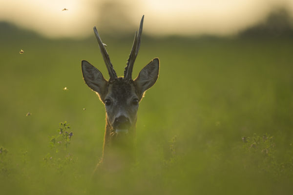 A lucerna bogaras ura