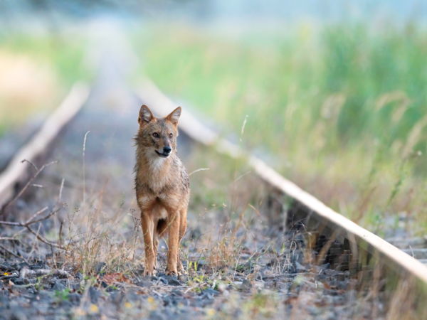 Merengő aranysakál