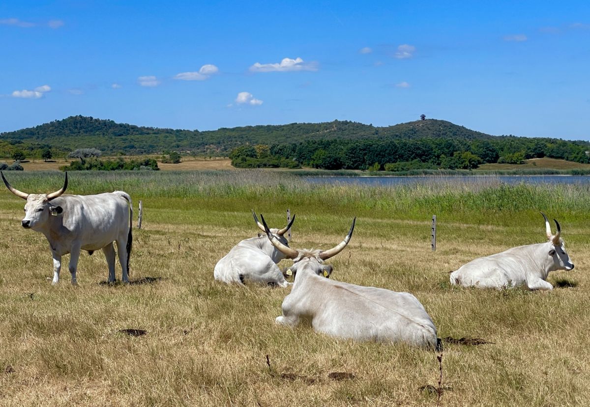 Presztolánszky Ágnes
