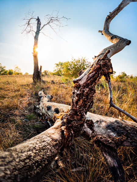Pusztai nap perzselő csókja