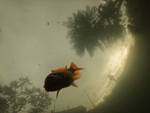 Halastó és környéke. 