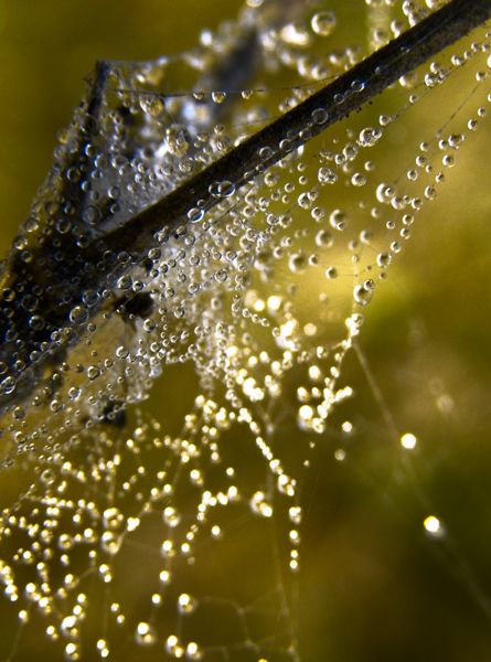 Gyöngyök pókhálón