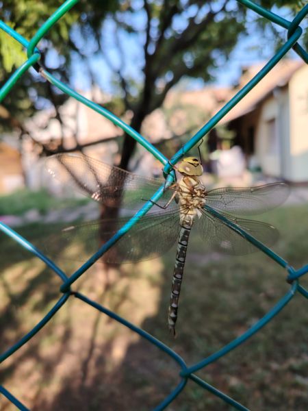 Hosszú repülés után egy  jól kiérdemelt pihenés