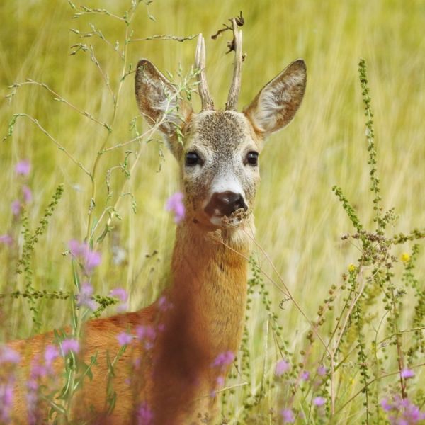 Vadvirágok között