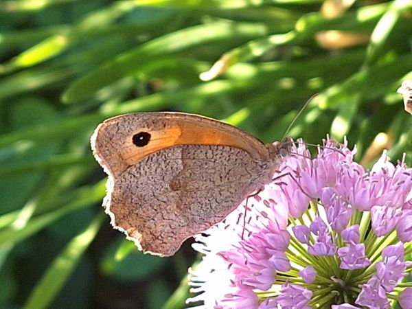 Nyár esti harmónia