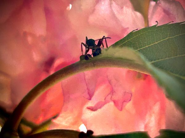 Cseresznyefa lakója