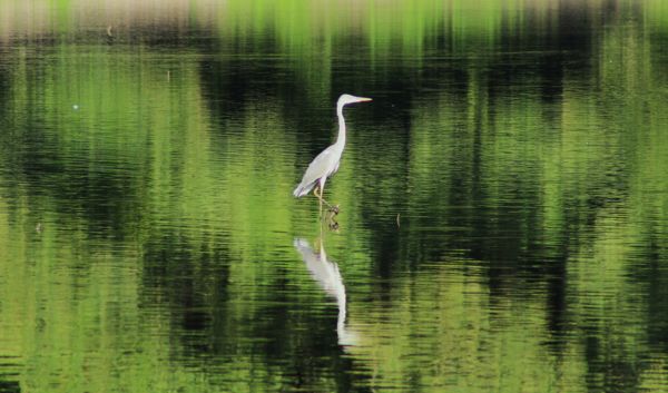 Festette a természet