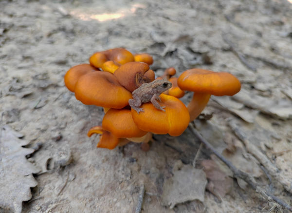 Tölcsérgomba kilátóhely