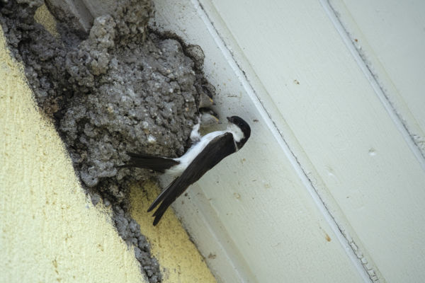 Otthon, édes otthon