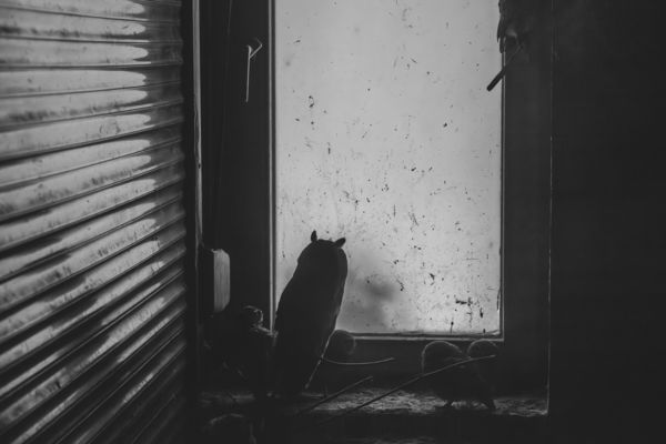 Hortobágyi Madárkórház kórtermek