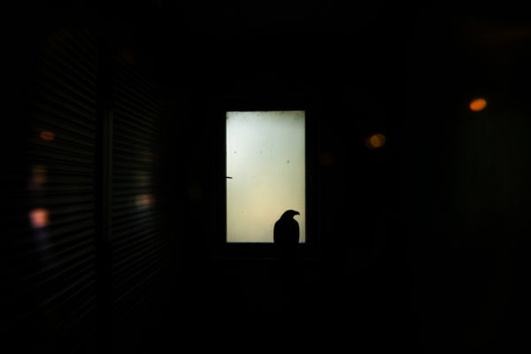 Hortobágyi Madárkórház rétisasok