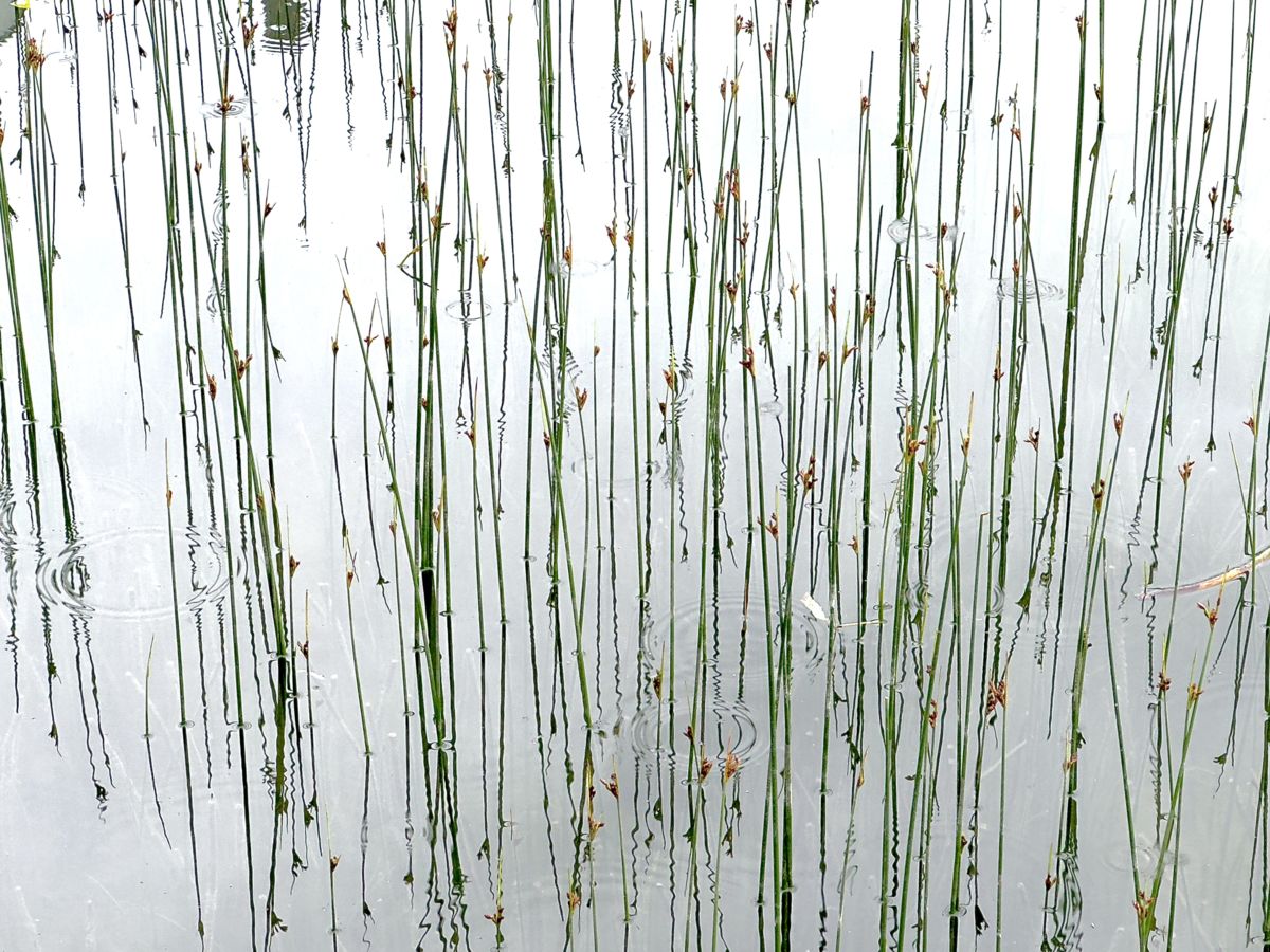 Presztolánszky Ágnes