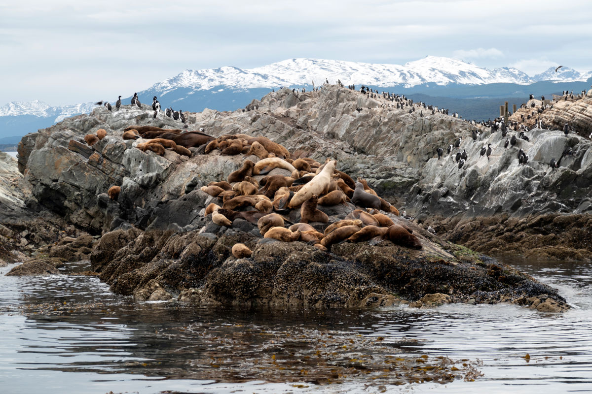 Bernáth Sándor dr.