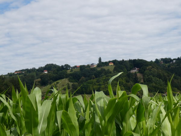 Falu a kukoricás felett