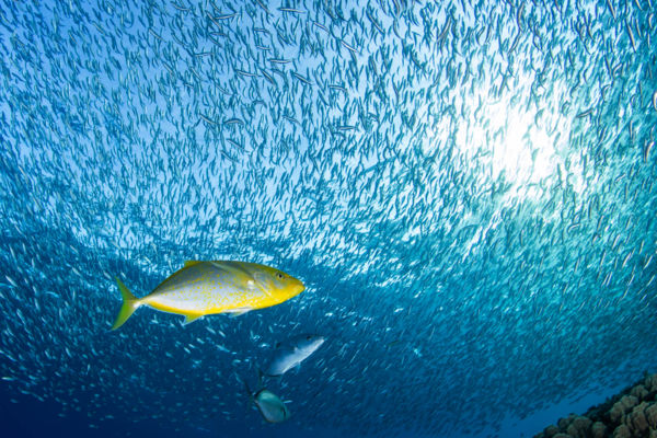 Vadászat naplementekor. 