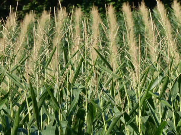 Kukorica katonák díszszemlén