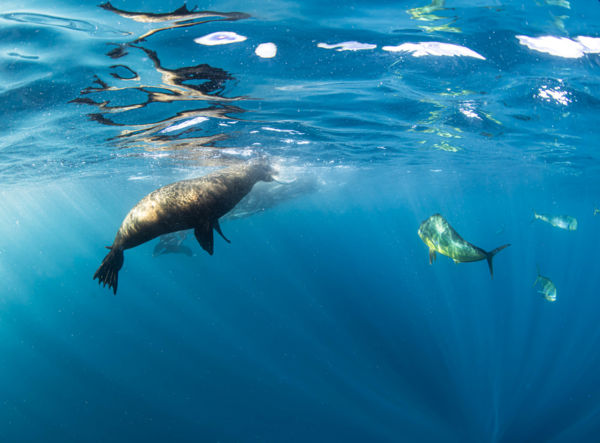 Zsákmány naplemente előtt. 