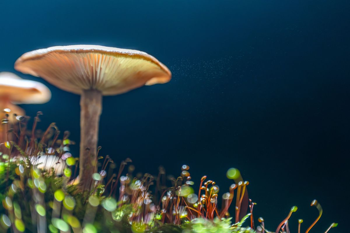 Kovács Dániel Csaba