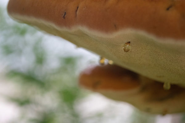 A gomba éltető nedve