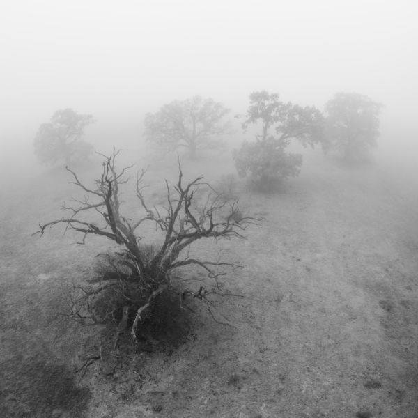 A Vándorló Tölgyek gyűlése