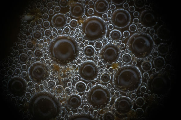 A pocsolya gyöngyszemei