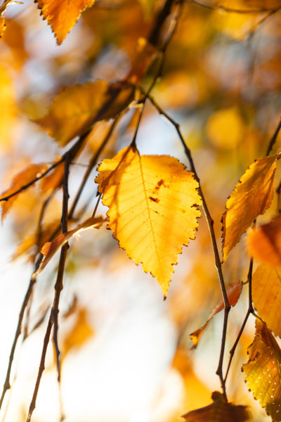 Simán csak őszi hangulat