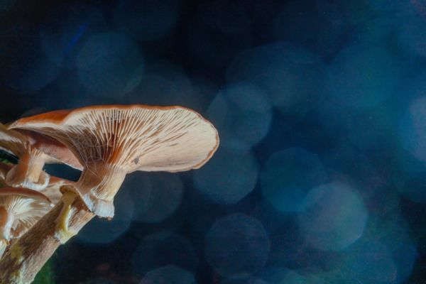 Álmodozás az ég alatt