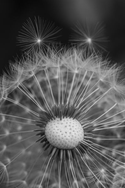 Az ikrek útra kelnek