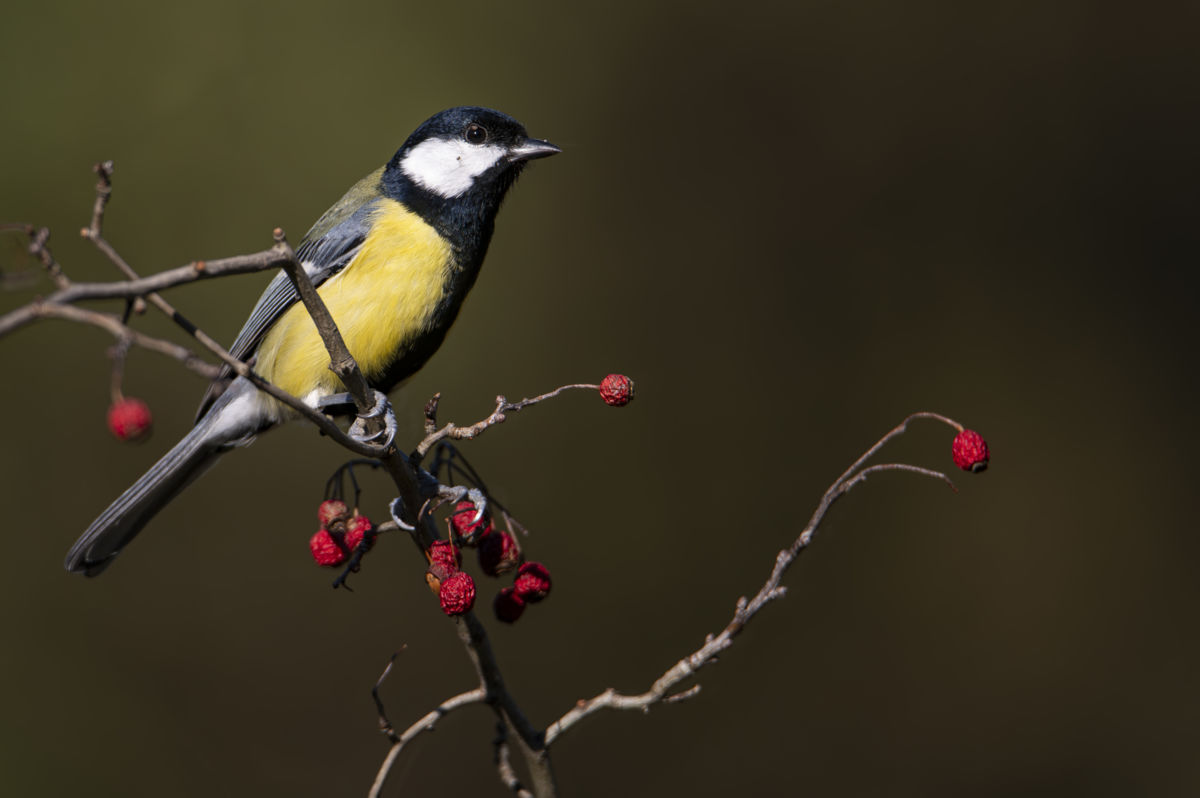 Schneider-Kiss Alexandra