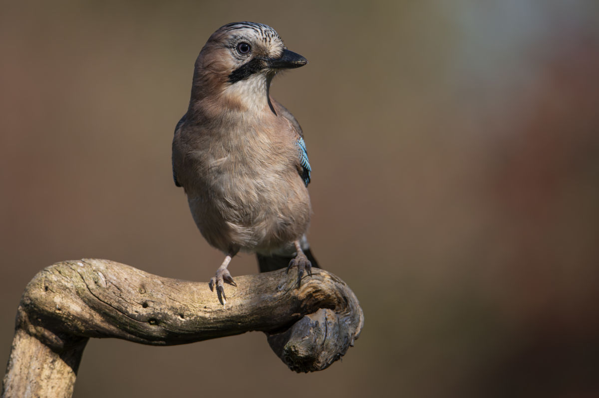 Schneider-Kiss Alexandra