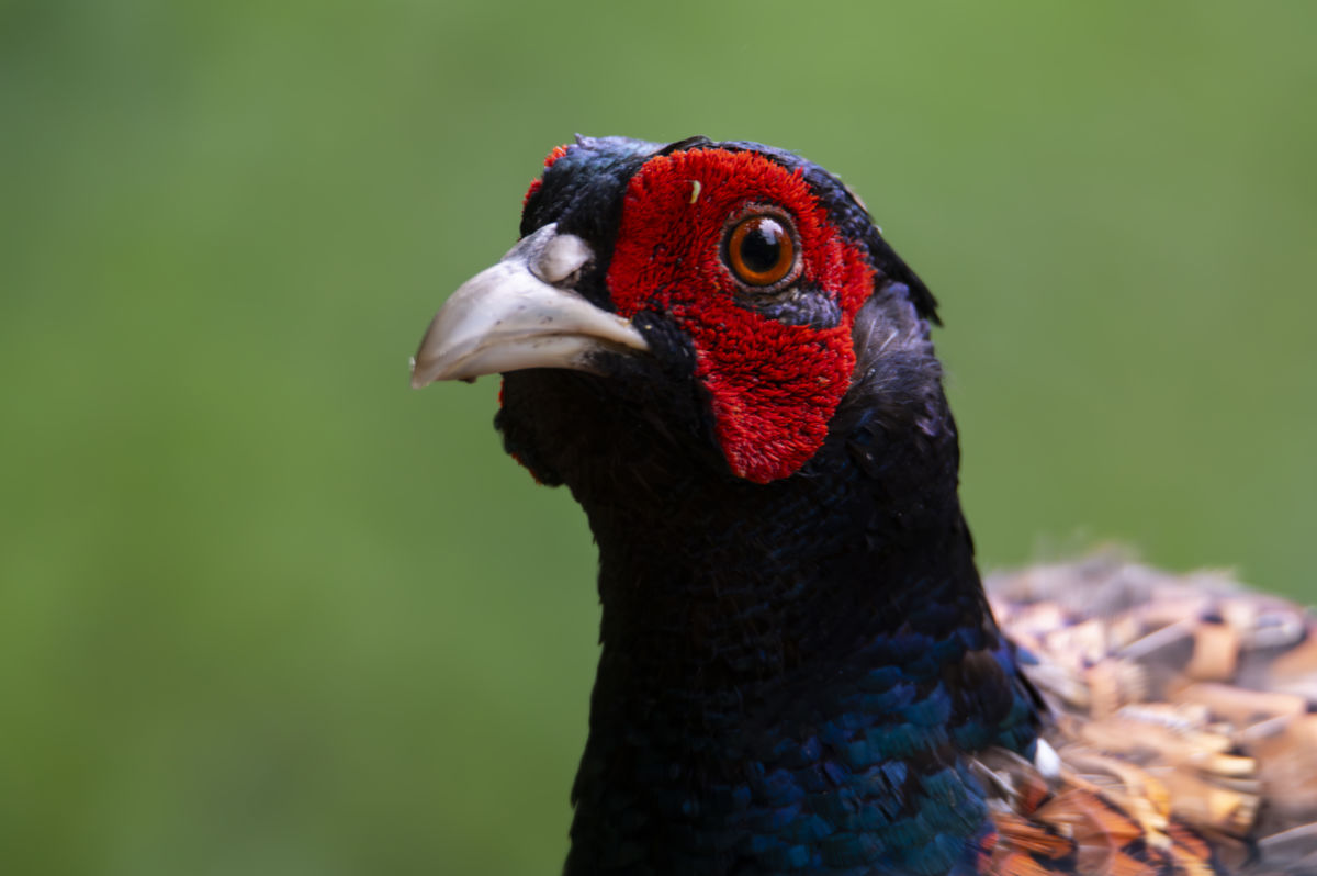 Schneider-Kiss Alexandra