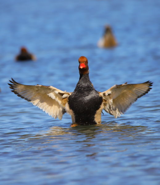 Repülésre készülve