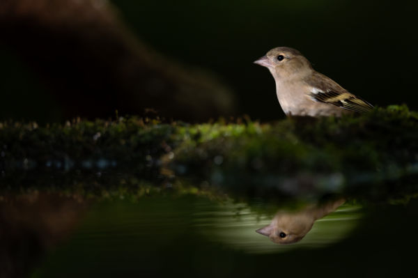 "tükröm, tükröm..."