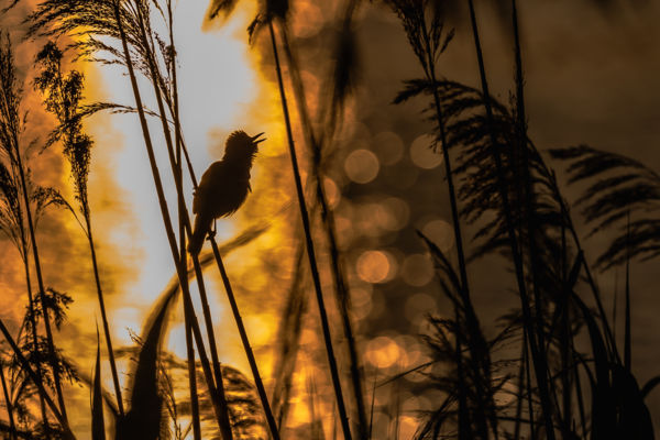 A nádas szólistája