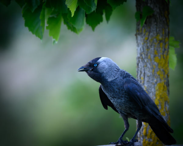 Lézerszemű ebenézer