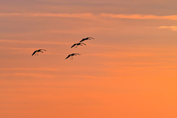 Naplemente a Hortobágyon