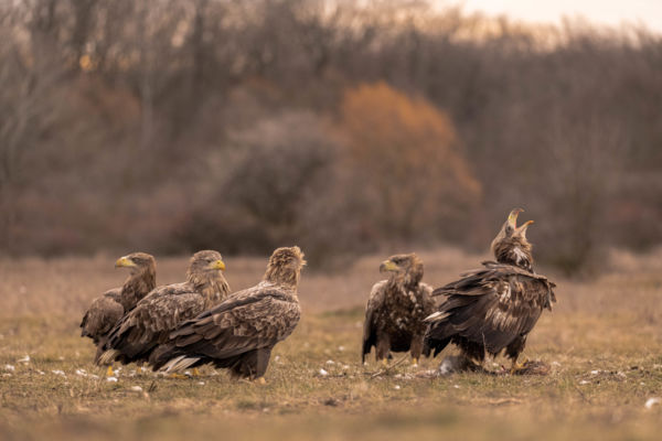 Én vagyok az erősebb!
