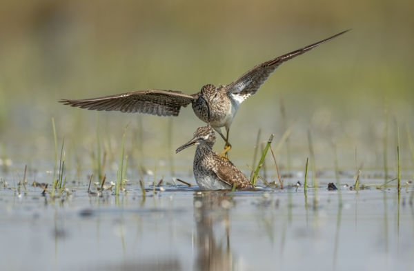 Cankó Balhé: Ahol Minden Toll Számít