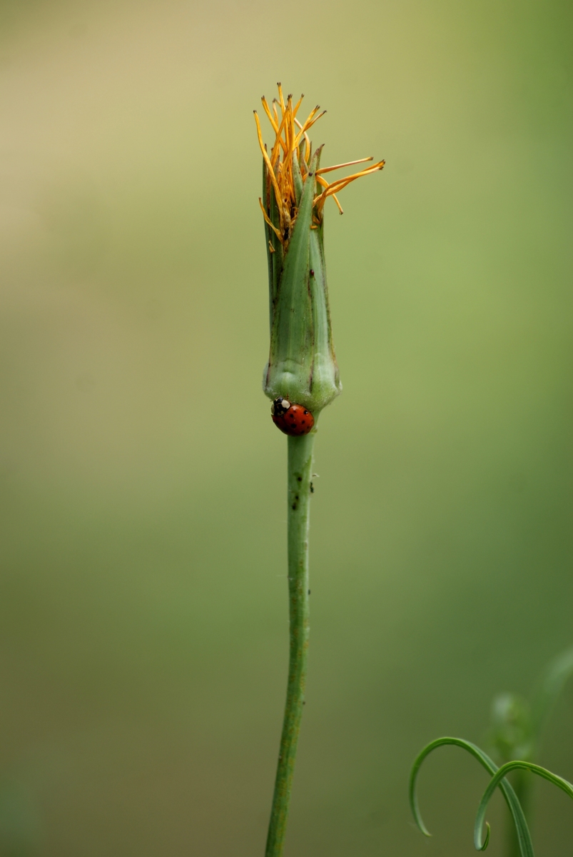 Laczkó-Magyar György