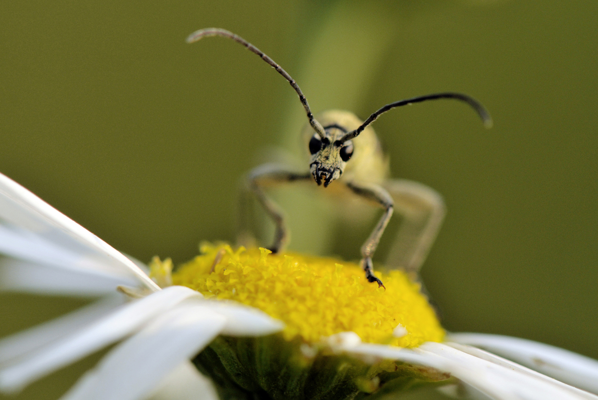 Gaál Zoltán Péter
